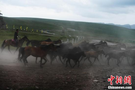 世界第一大马场山丹马场马匹成群奔跑在祁连山下