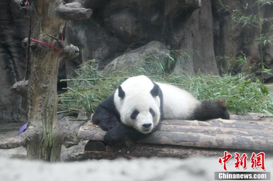北京“二伏”桑拿天 大熊猫空调房内享清凉