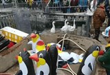 广西现奇葩动物园，企鹅来袭画风清奇
