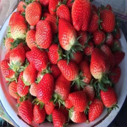 沧州想购买妙香7号草莓苗多少钱一株