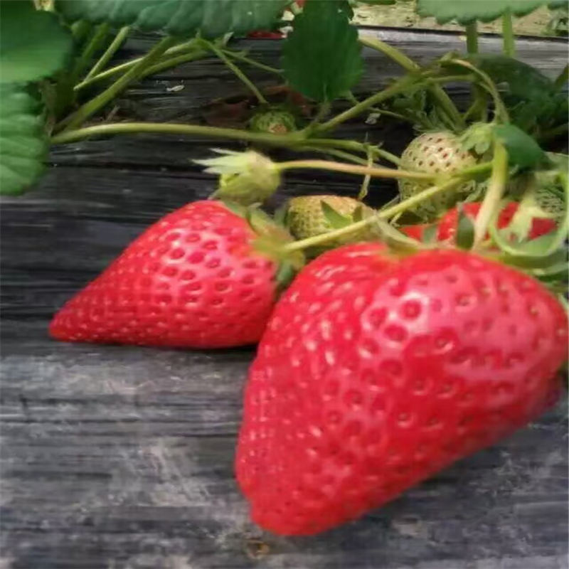 石家庄了解红实草莓苗品种不纯怎么办