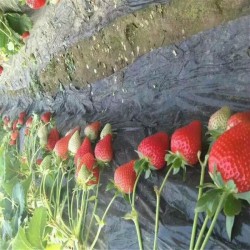 承德了解艳红草莓苗种植管理技术