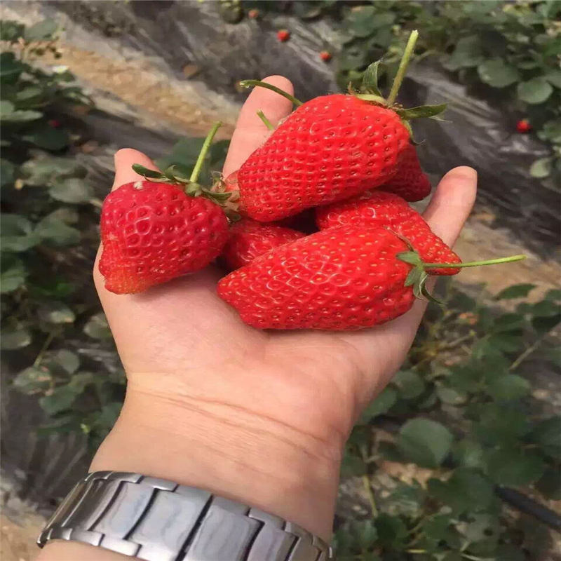 巴彦淖尔想购买雪蜜草莓苗产量是多少
