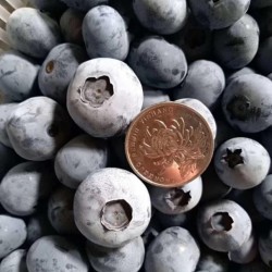 一年蓝莓苗批发价格表一年蓝莓苗多少钱（供应基地）