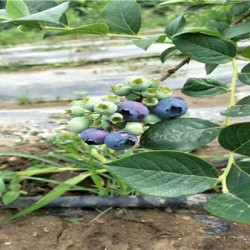 黑龙江珠宝蓝莓苗品种