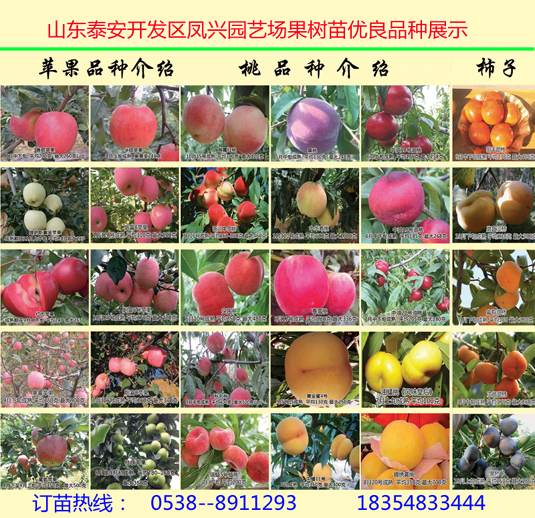 红油香椿苗今年秋季批发价格