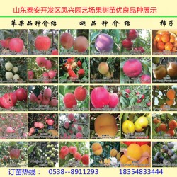 红油香椿苗今年秋季批发价格