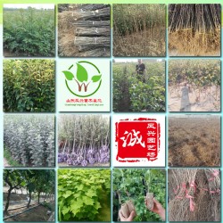 软籽石榴苗今年秋季批发价格