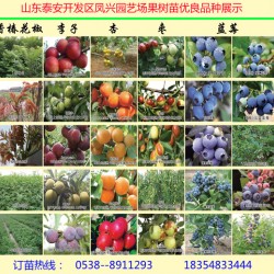 珍珠枣油桃树苗今年秋季批发价格