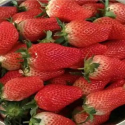 广西草莓穴盘苗图片