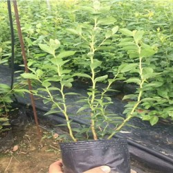 广东瑞卡蓝莓苗栽培方法
