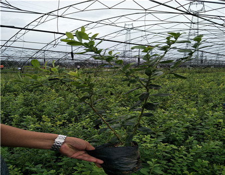 山东绿宝石蓝莓苗品种