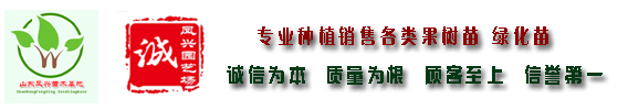 软籽石榴苗今秋批发价格