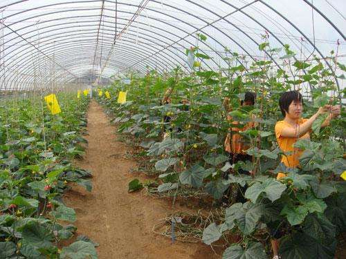 安徽滁州大棚管安徽滁州蔬菜大棚管 8米蔬菜大棚管一支重量