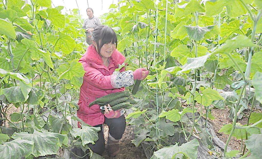 贵州铜仁大棚管贵州铜仁蔬菜大棚管 8米蔬菜大棚管一支重量