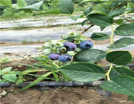 湖北公爵蓝莓苗一亩地产量