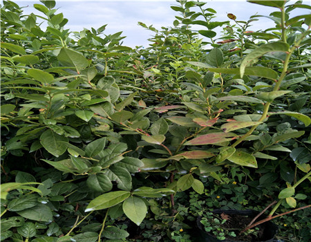 湖北公爵蓝莓苗一亩地产量