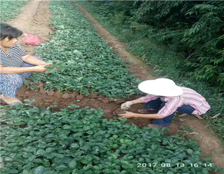 河北奶油草莓苗价格