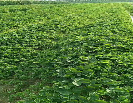 河北奶油草莓苗价格