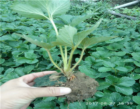 河北法兰地草莓苗价格栽植技术