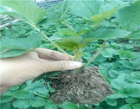青海拉松草莓苗品种