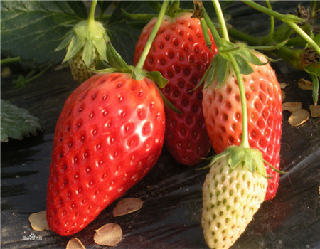 河北法兰地草莓苗价格栽植技术
