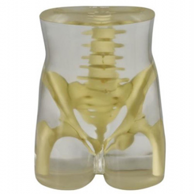 美国RSD模体 骨盆模体臀部模体
